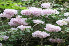 Podranea ricasoliana